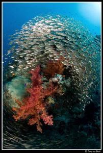 Glassfish and soft coral. by Dray Van Beeck 